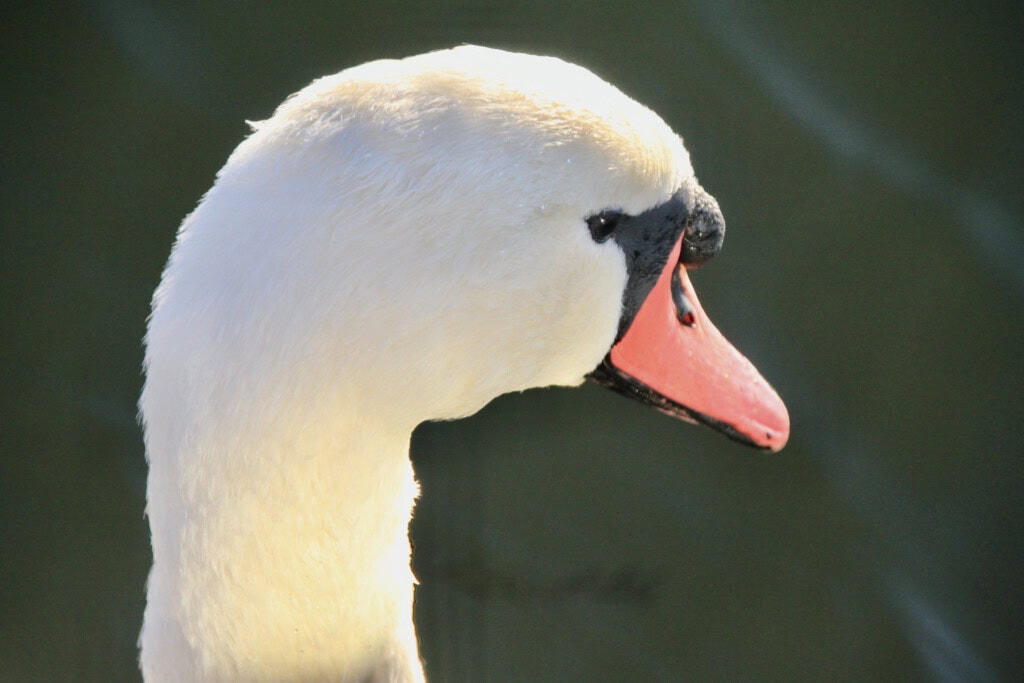 Swan