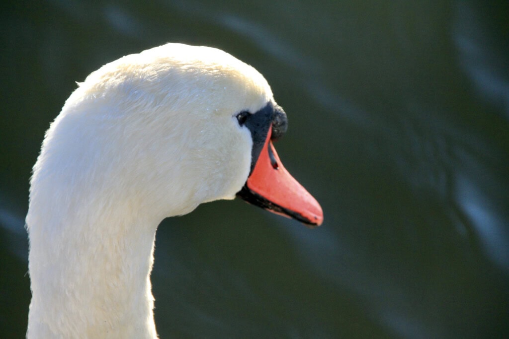 Swan