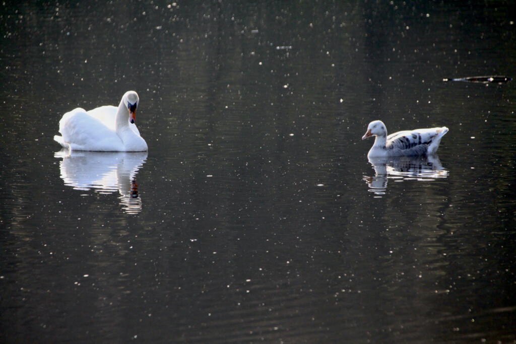 Swan & dozing goose on Callendar Loch