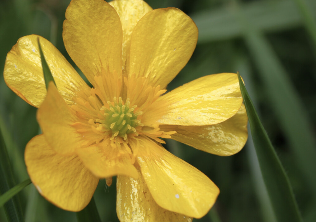 Buttercup