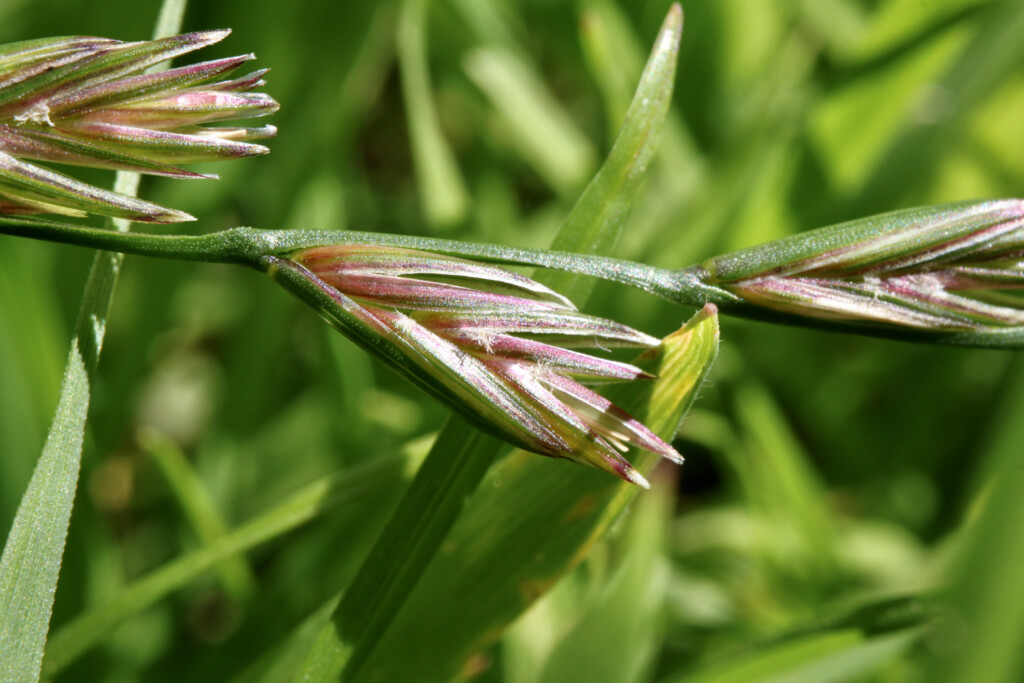 Grass head