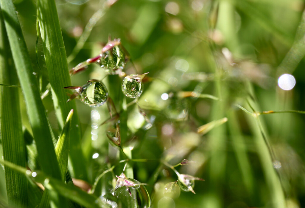 Macro raindrops
