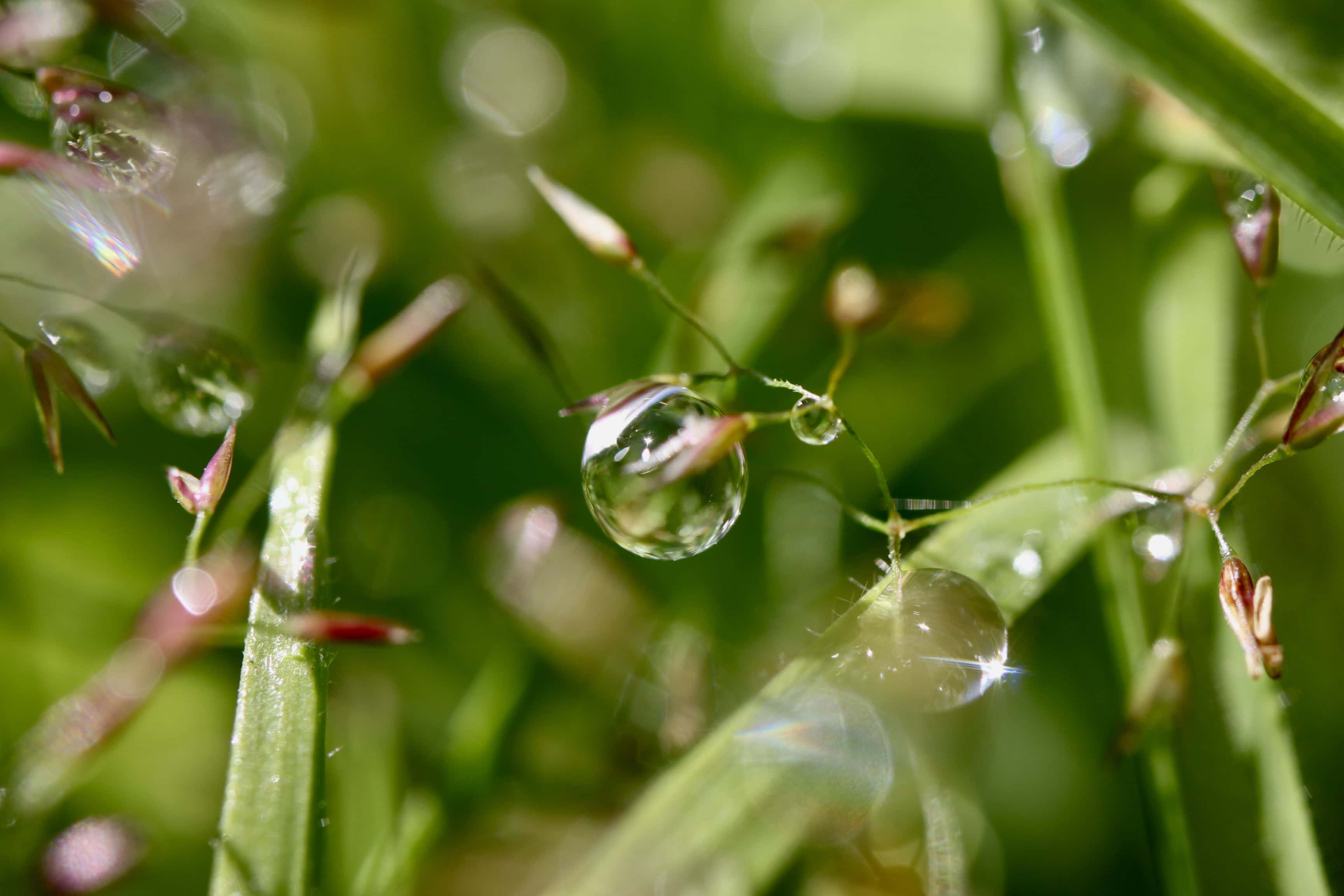 Garden Macros #4 — Fan Of… #169