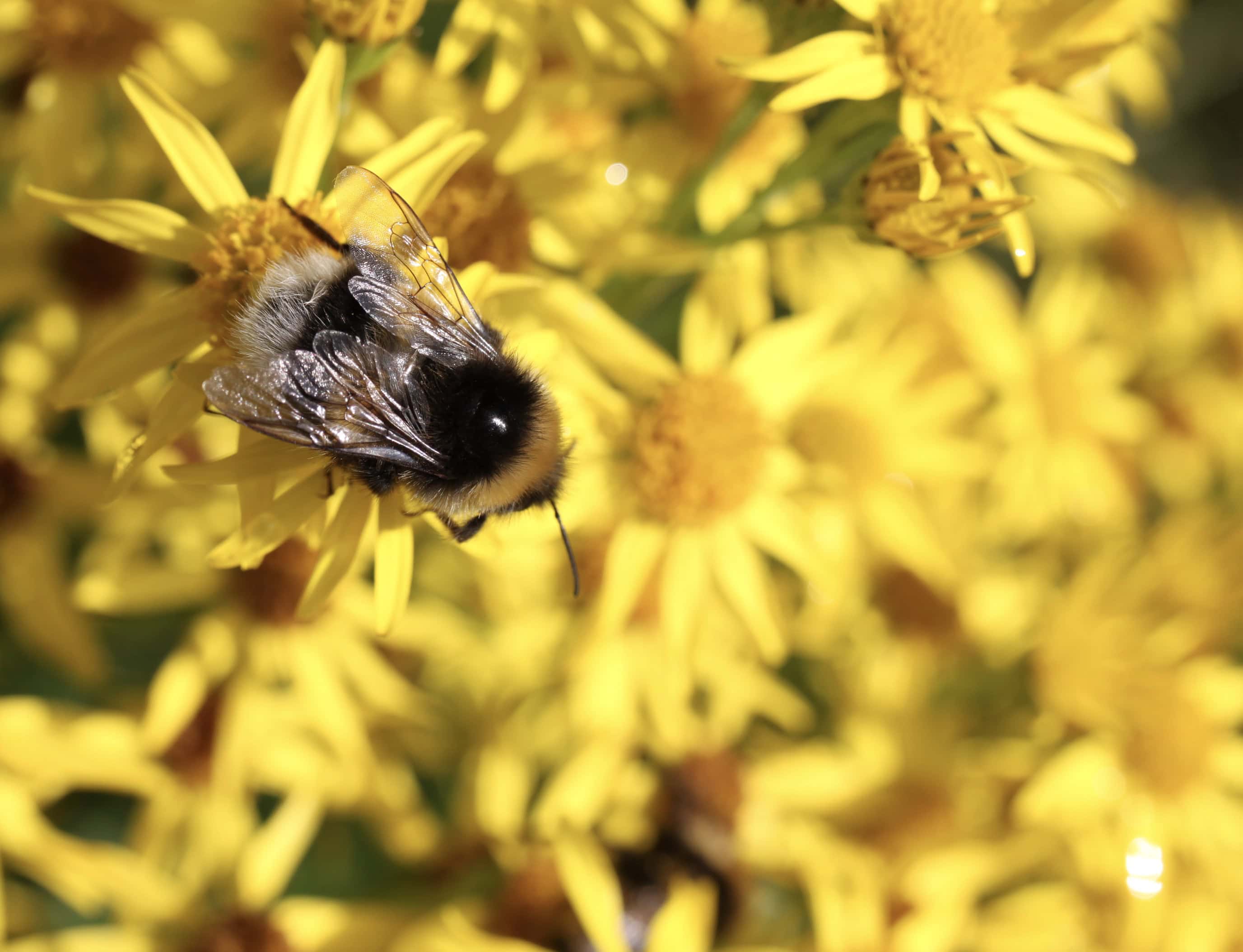 Yellow Flowers — Fan Of… #163