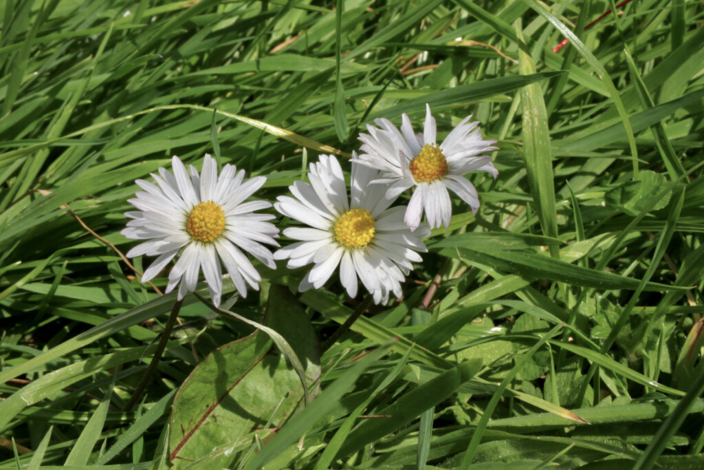 daisies