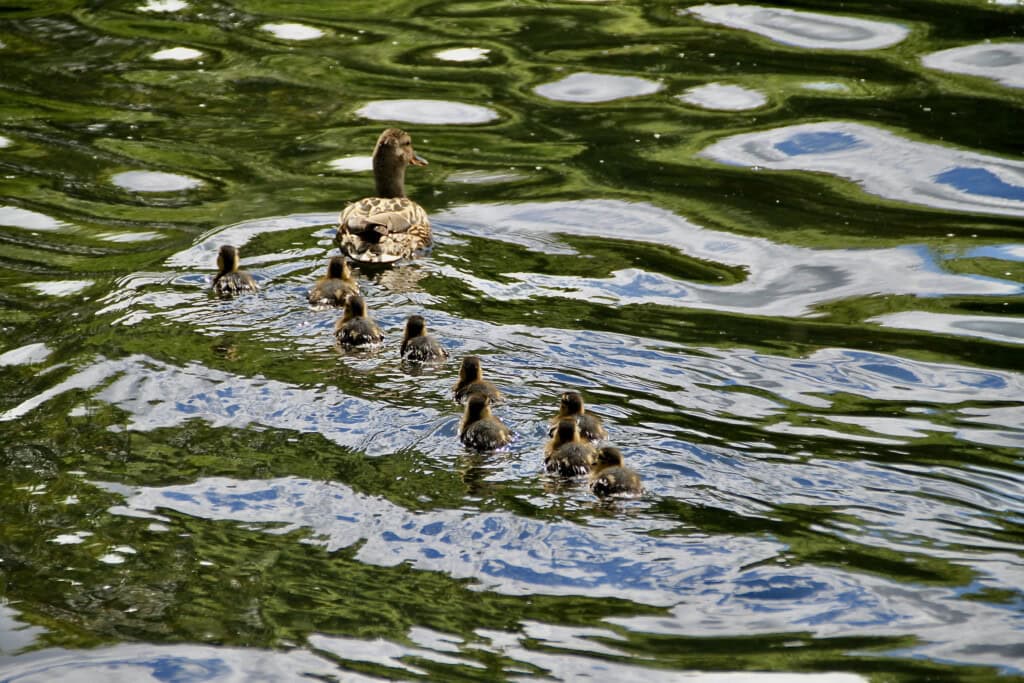 Mother duck & ducklings on Broadwood Loch