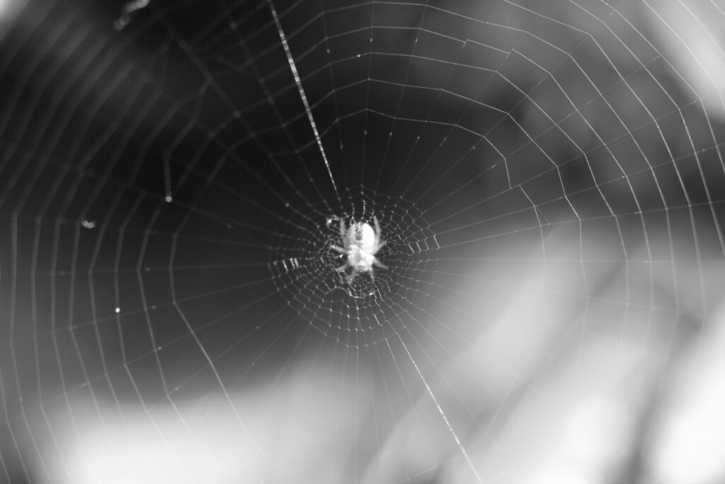 Web building