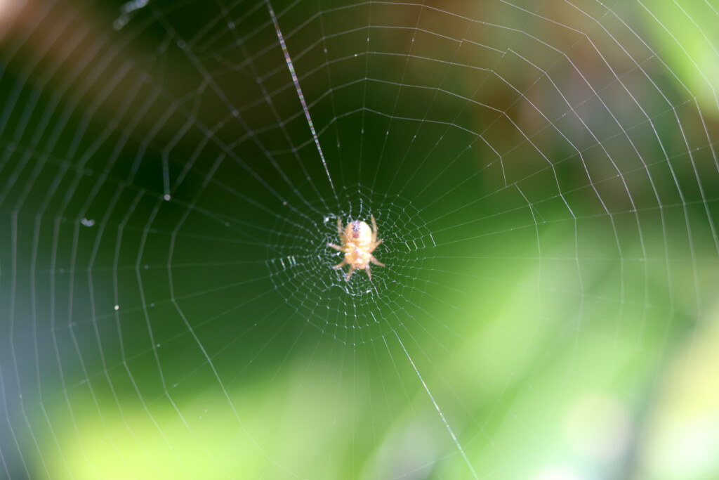 Wee spider