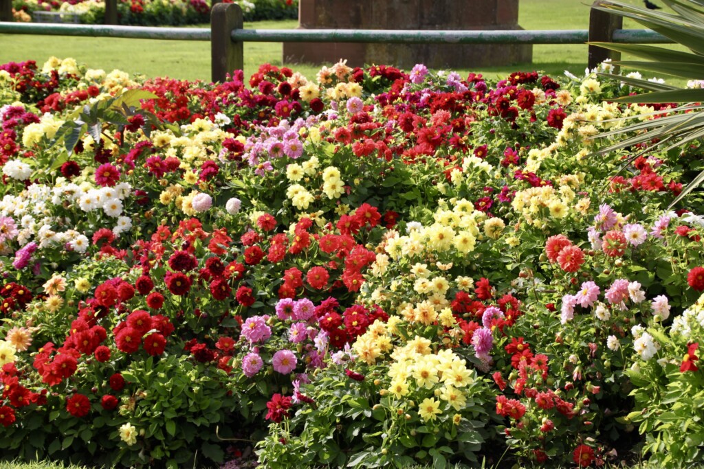 Dahlias