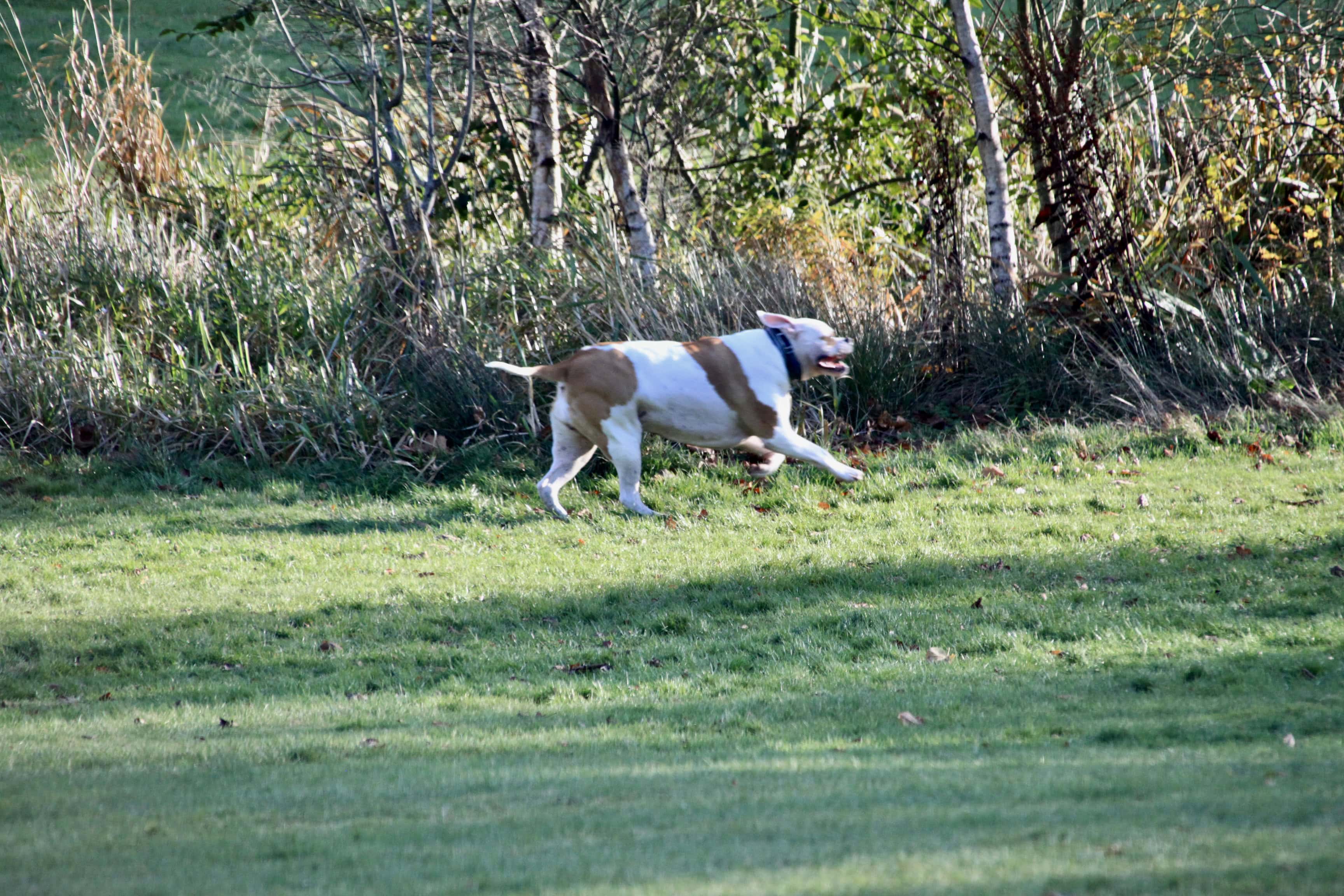 Tails Wagging Like Crazy — RDP