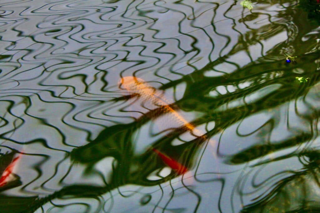 Koi pond