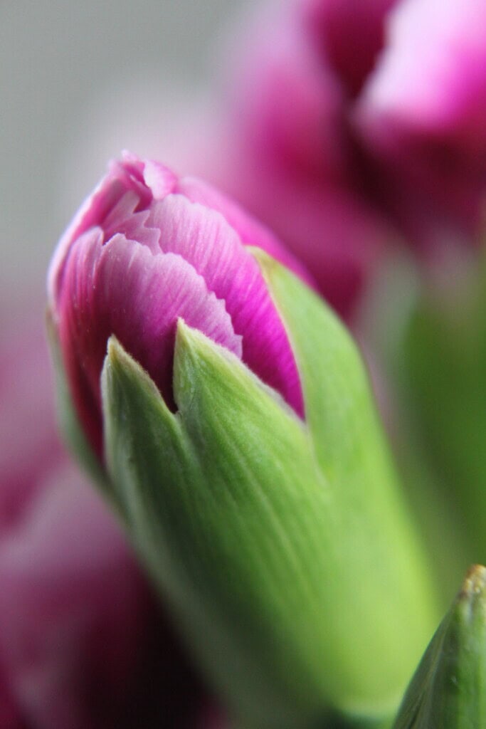 Carnation bud