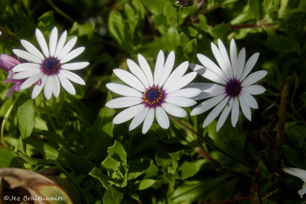 Cape daisies