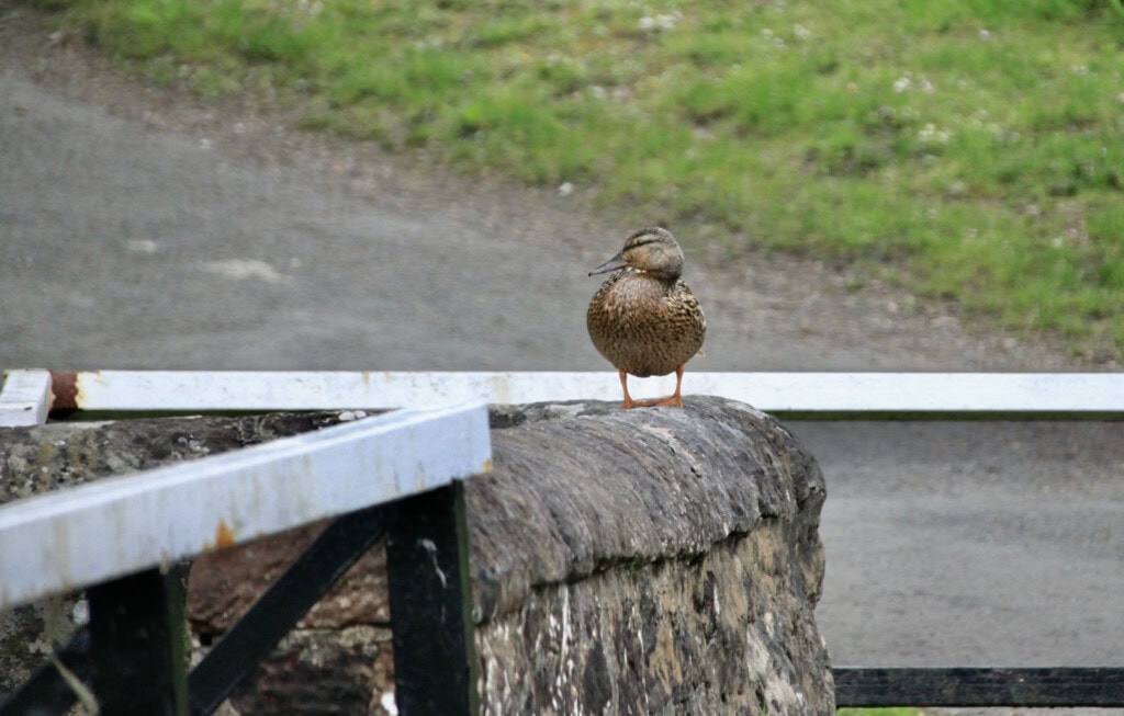 Female mallard