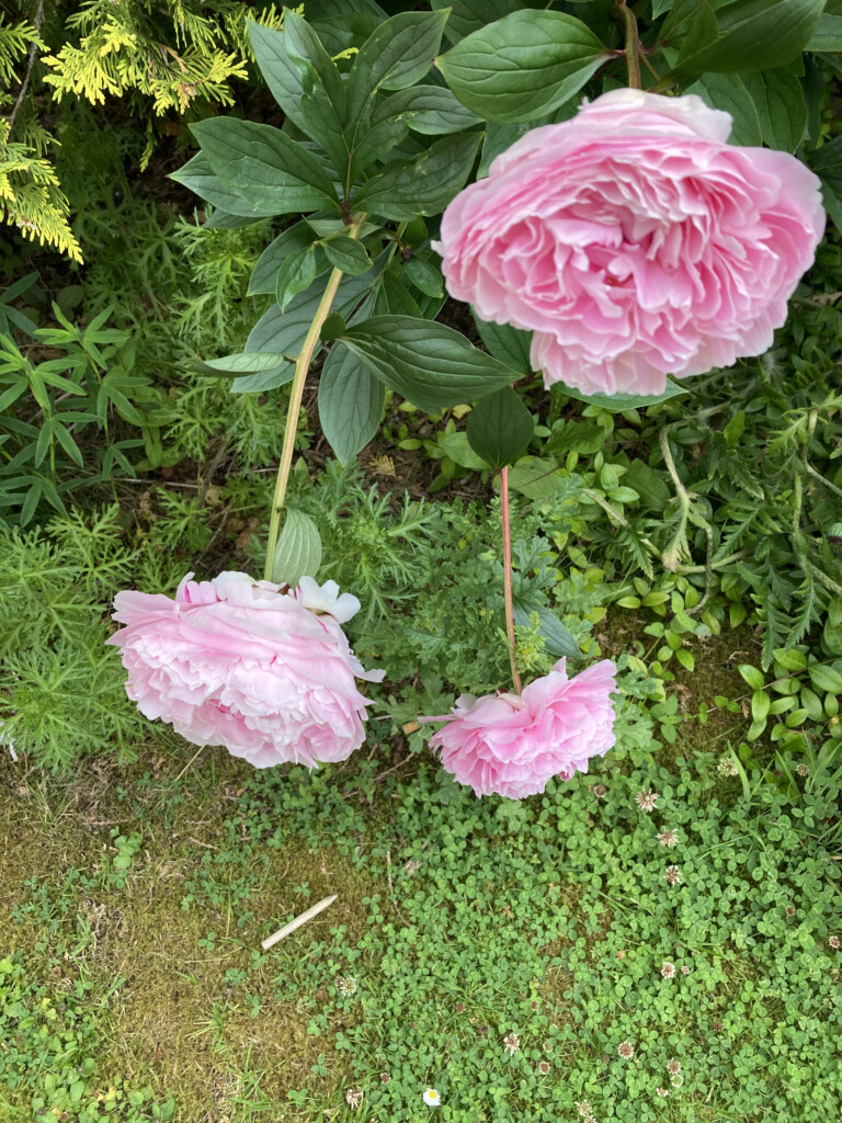 Pink peonies