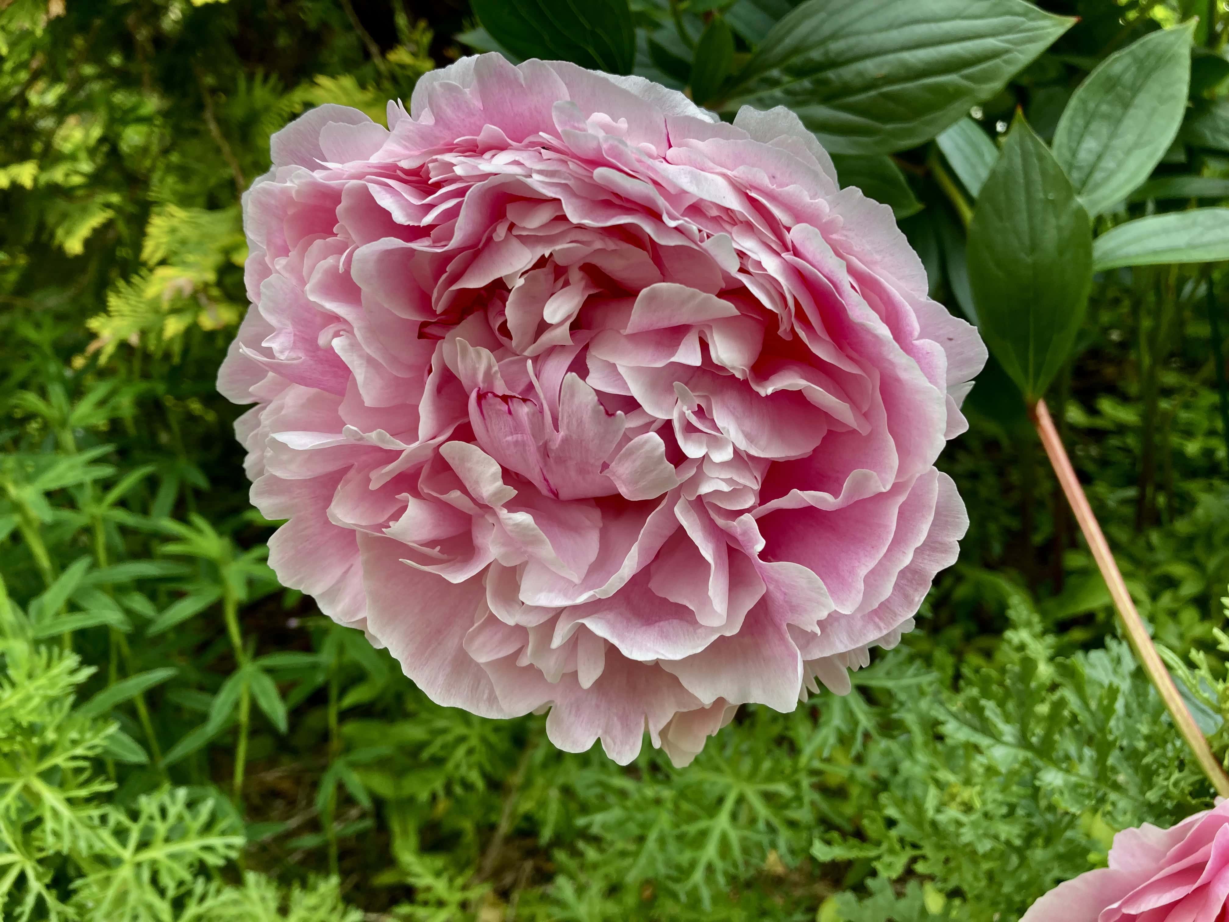 Pink Peony — FOTD Aug 04