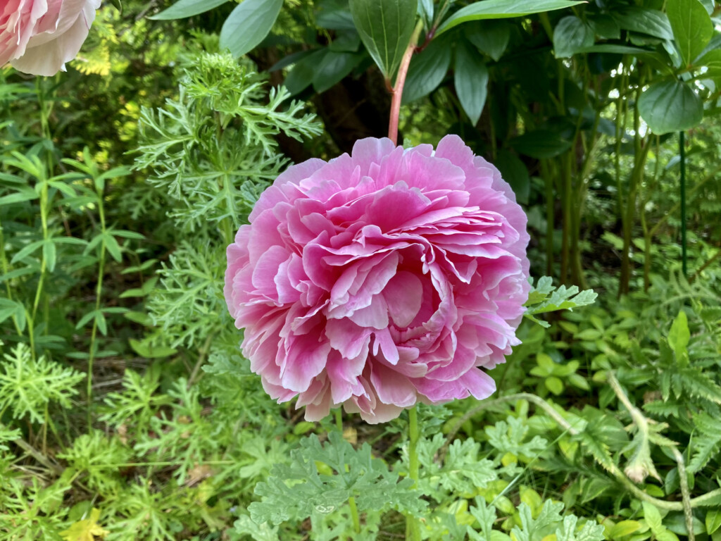 Pink Peony -- FOTD Aug 04