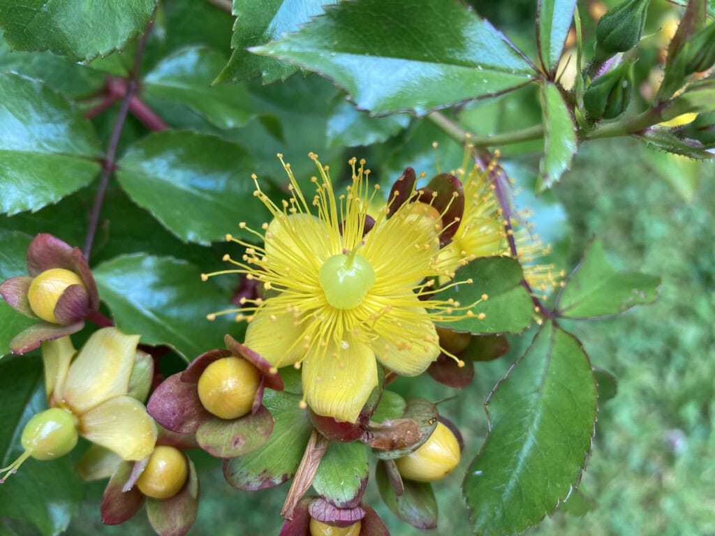 Tutsan