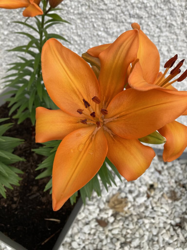 Orange Daylily