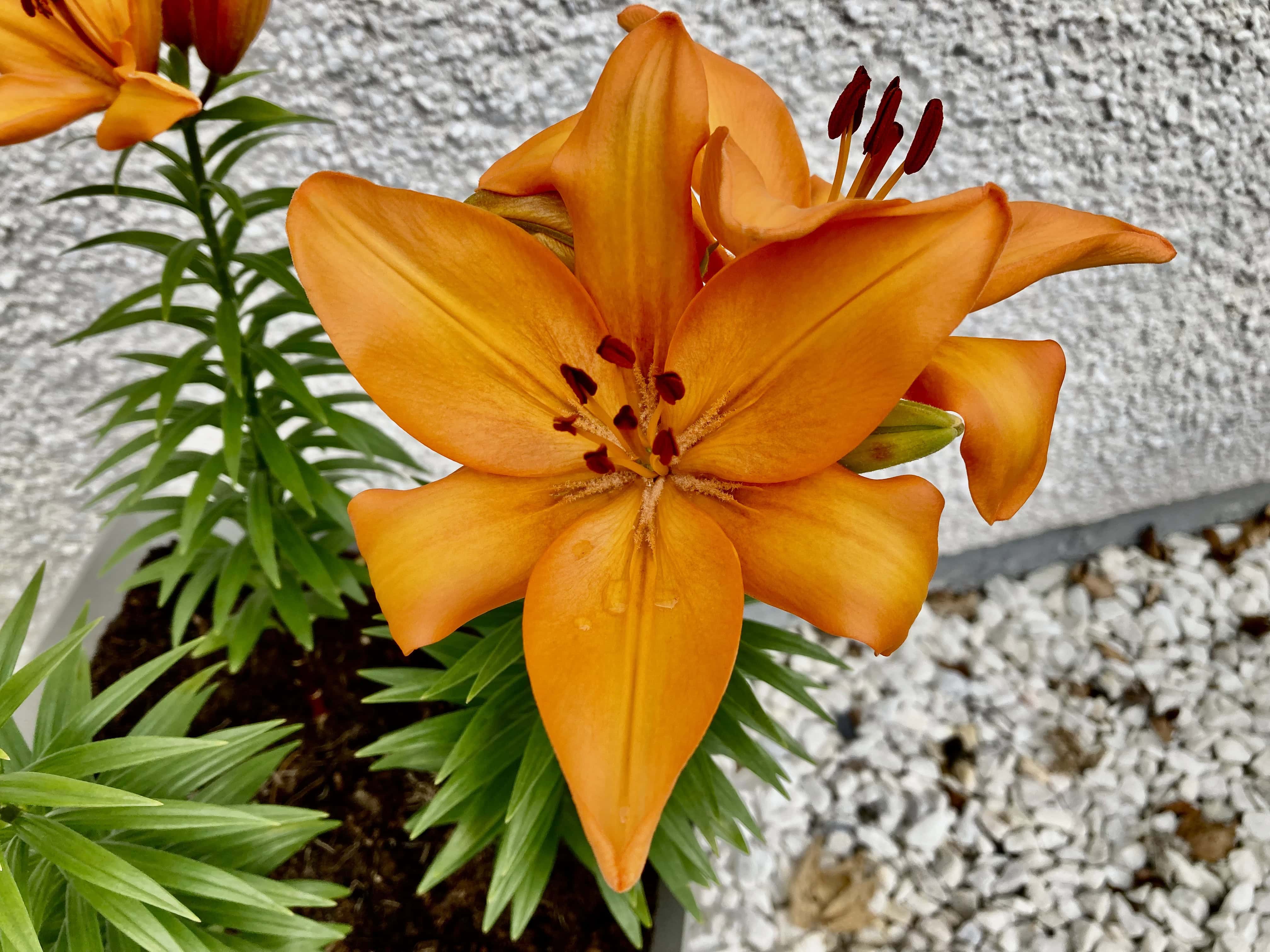 Orange Daylily — FOTD Aug 03