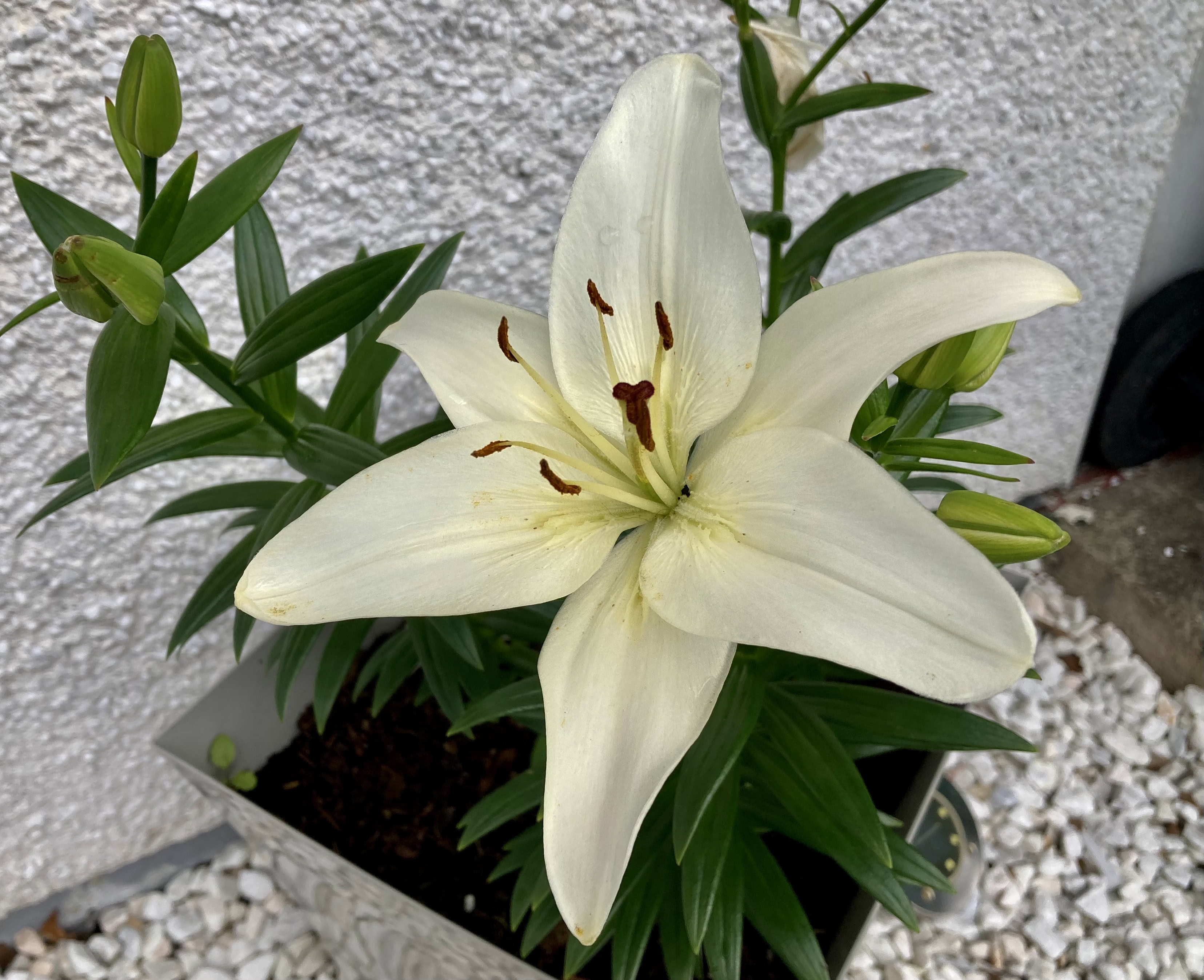 White Daylily — FOTD Aug 02