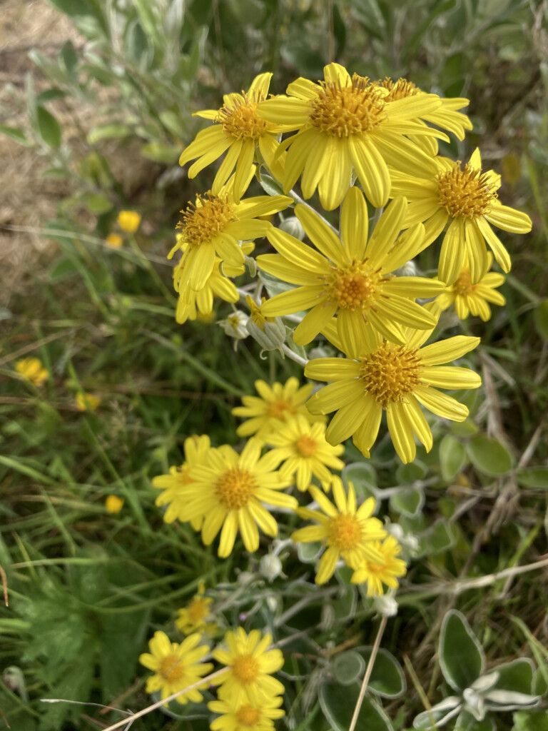Ragwort