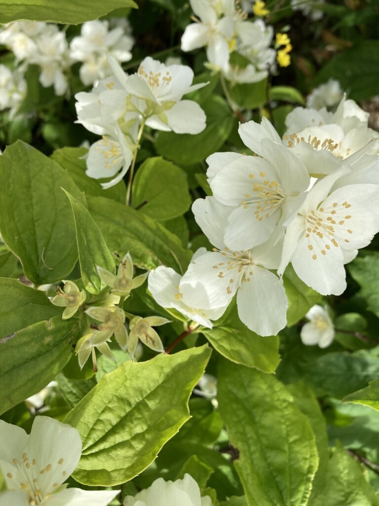 Sweet mock orange
