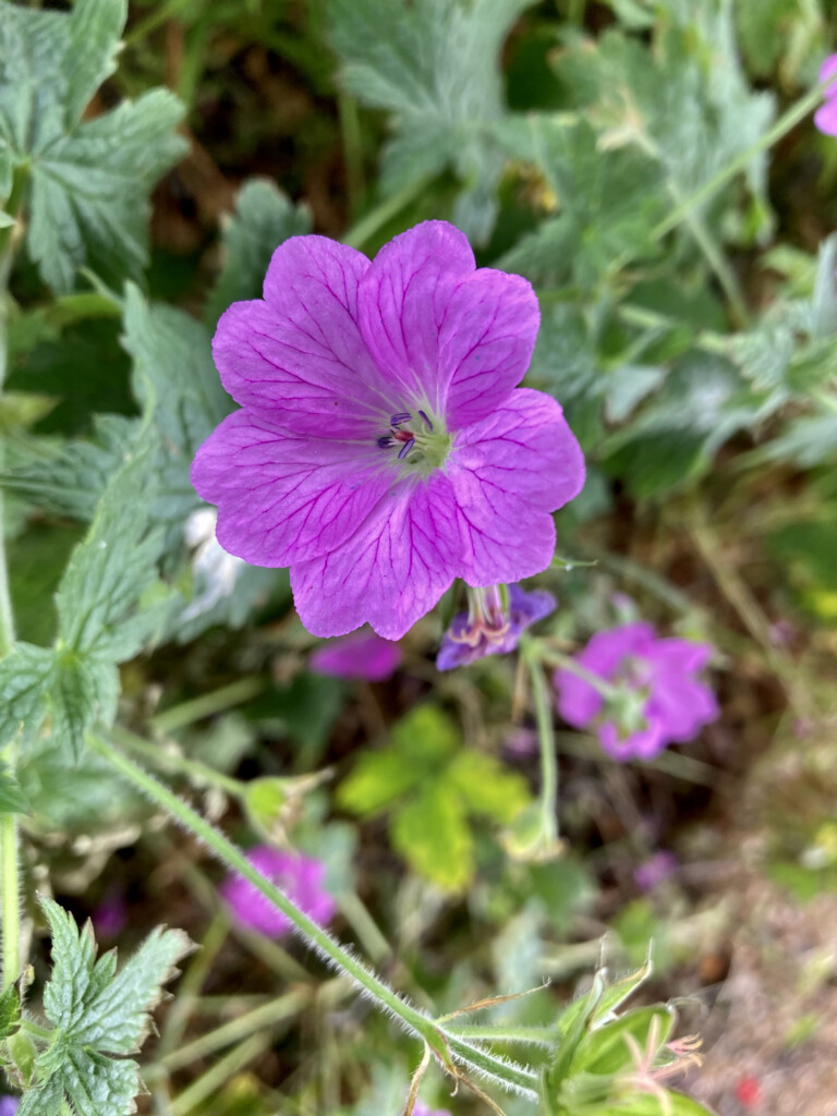 Wild Geranium