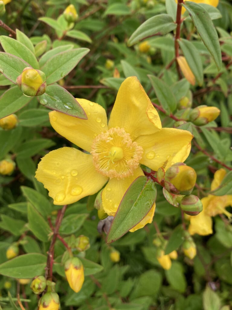 St John's Wort