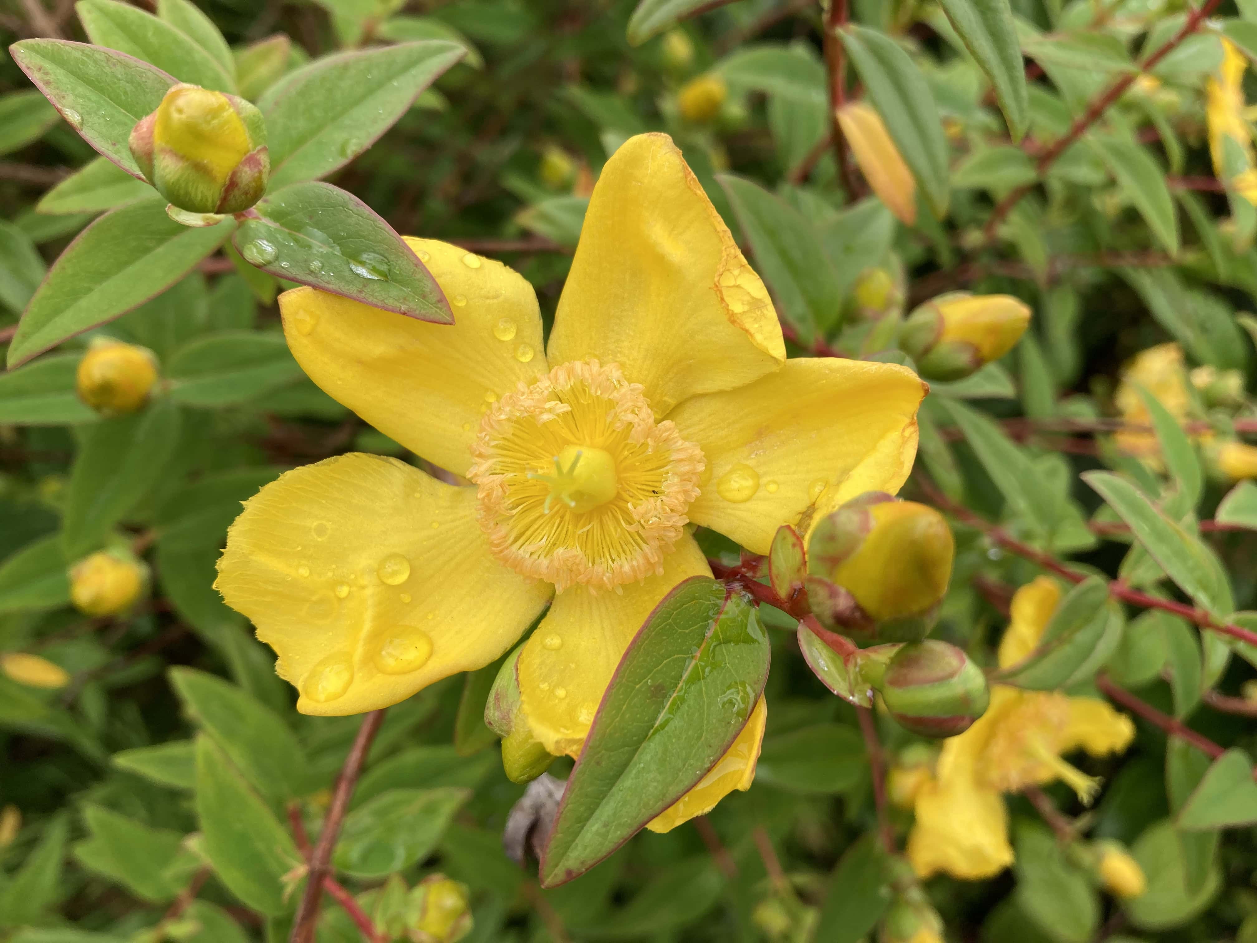 St John’s Wort — FOTD Aug 06
