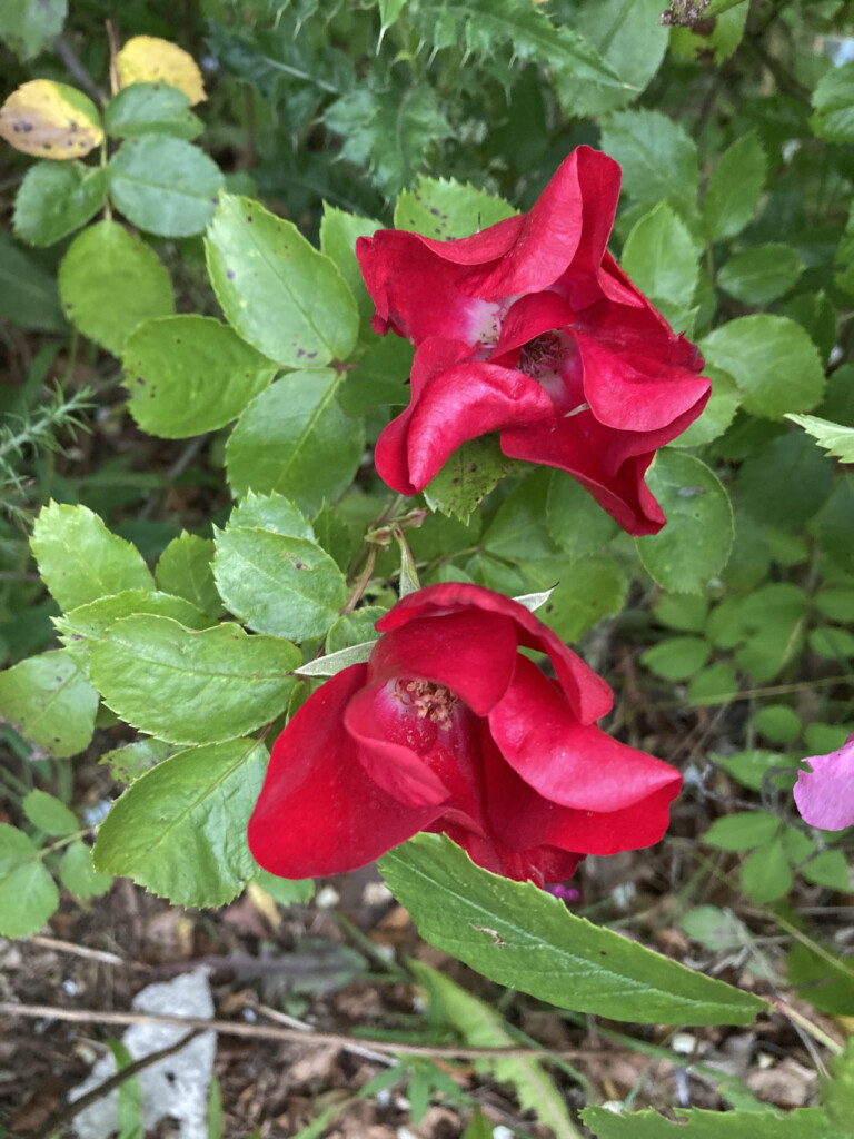 Wild roses