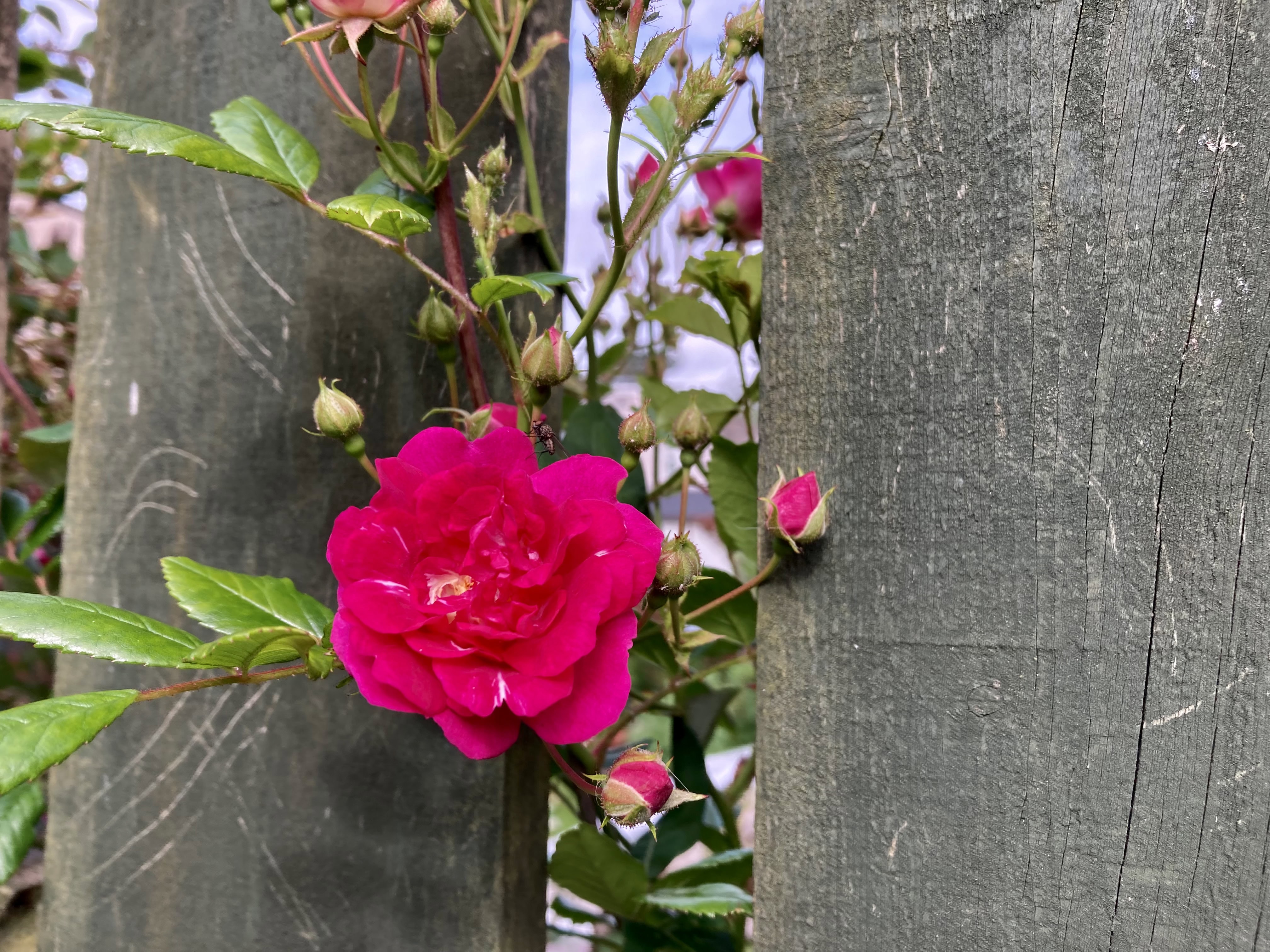 Pink Rose — FOTD Aug 12