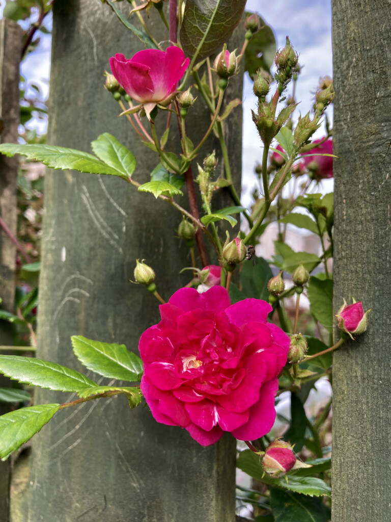 Pink rose