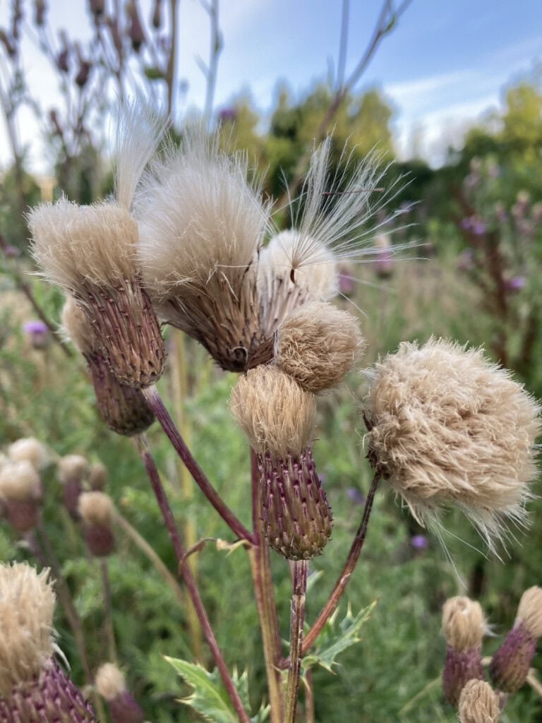 Creeping thistle