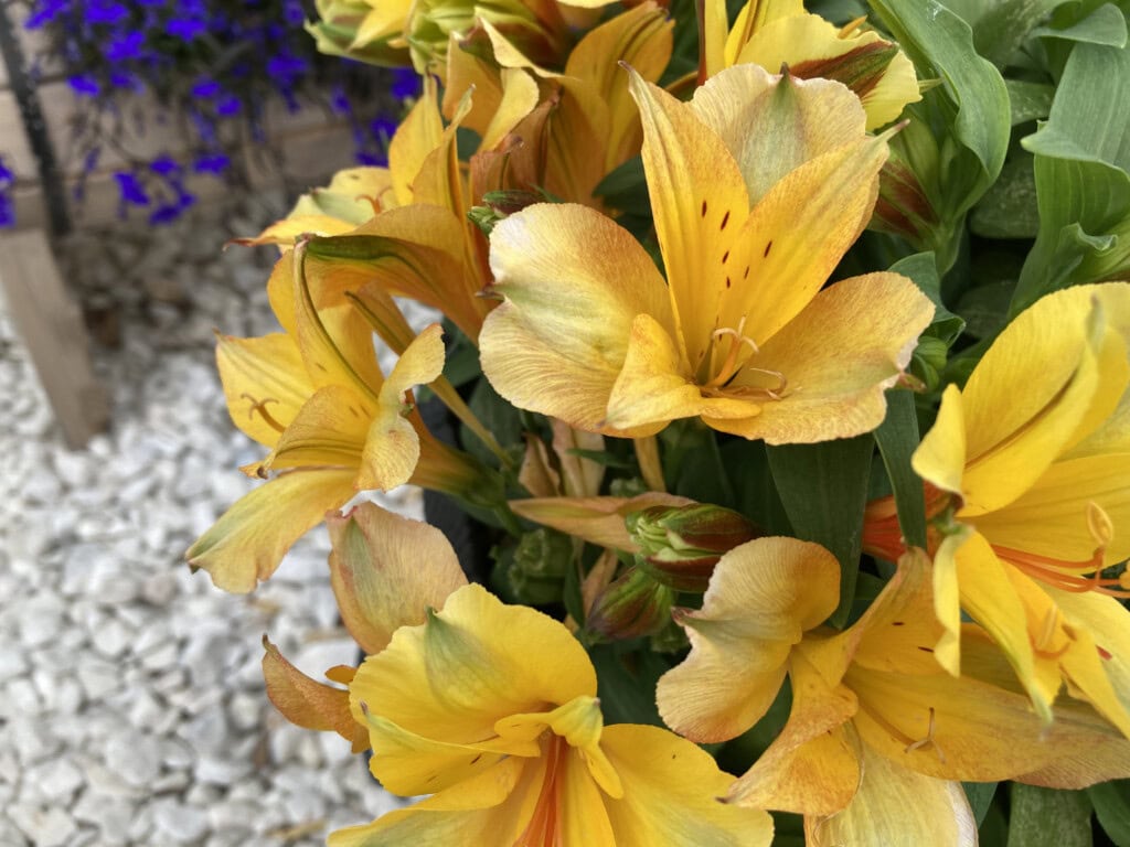 Yellow alstroemeria