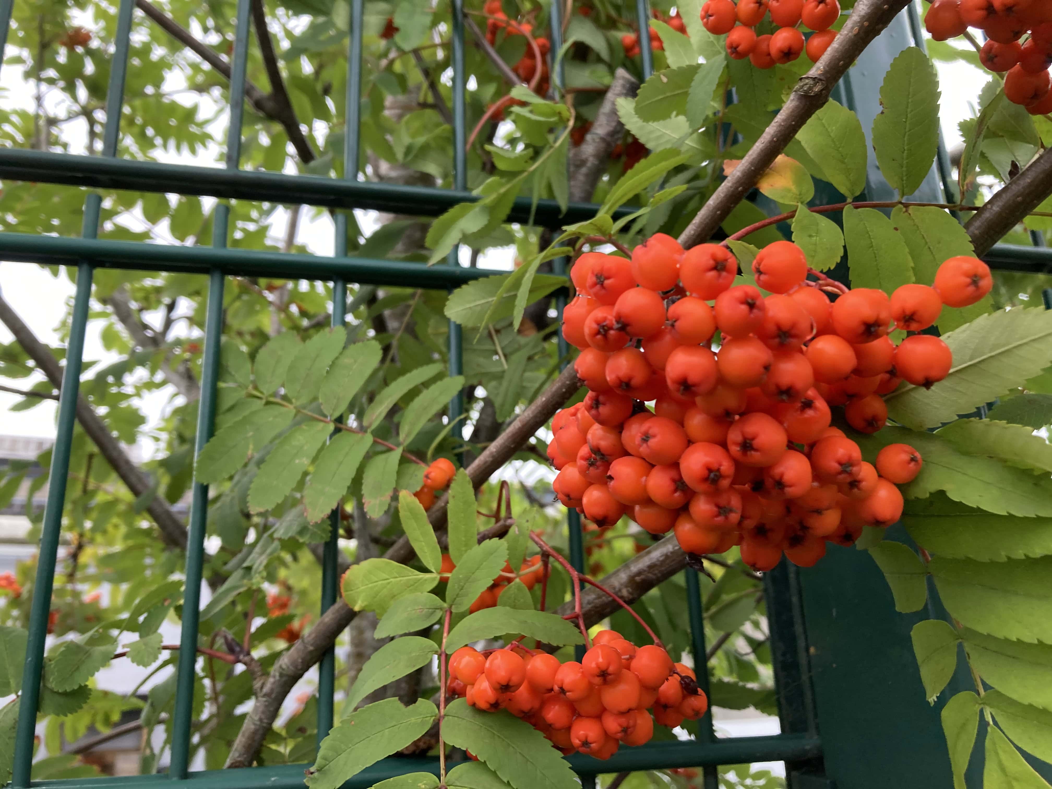 Orange Berries, Autumn’s Not Far Off