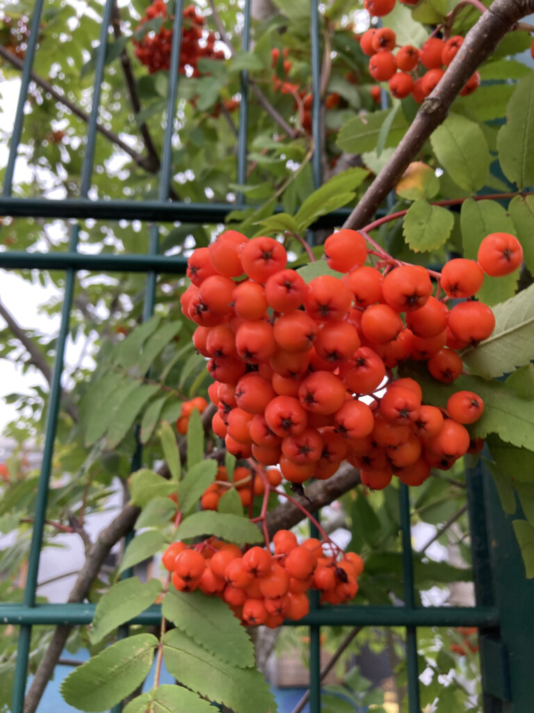 Orange Berries