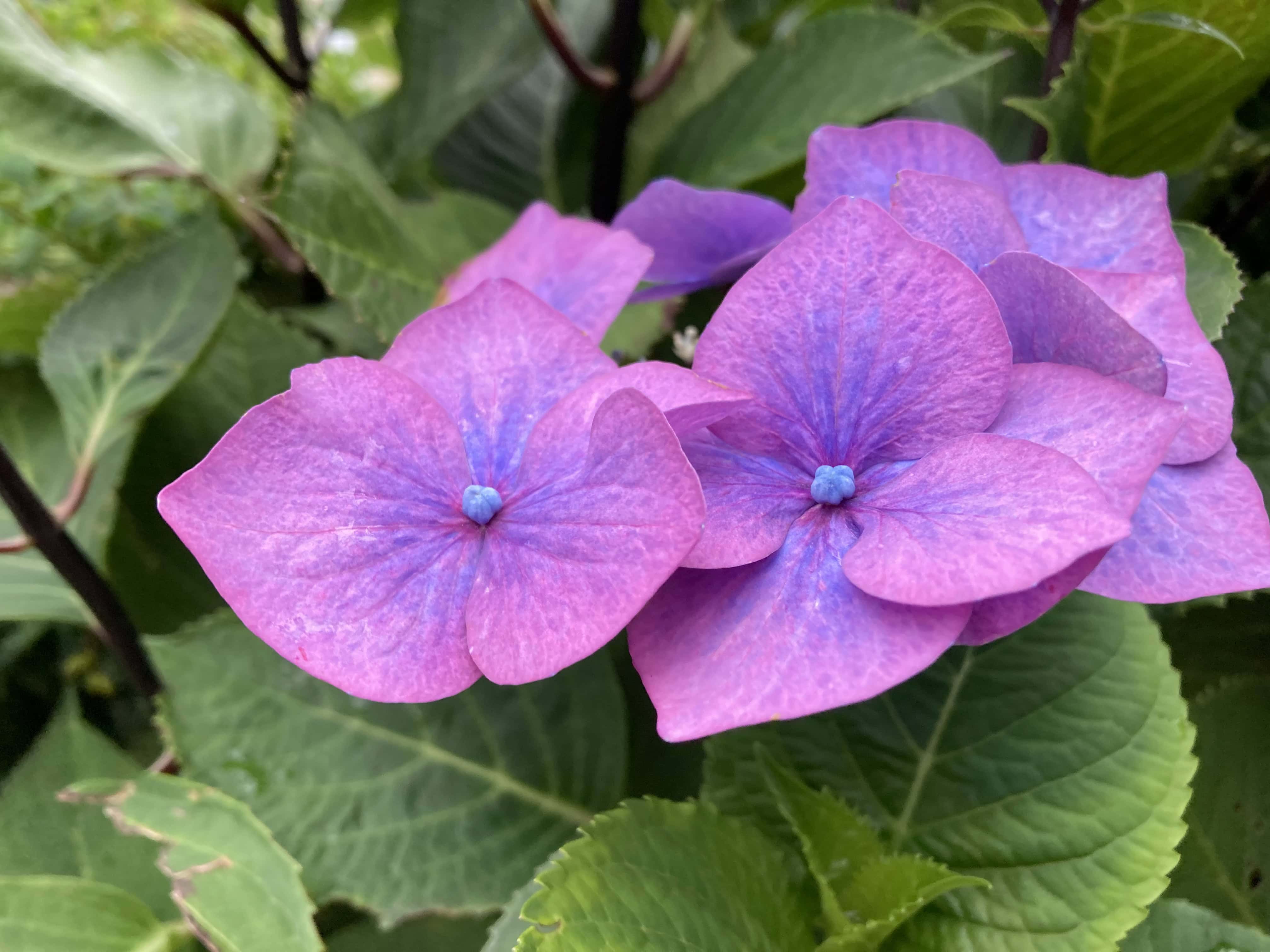 Hydrangea — FOTD Aug 28