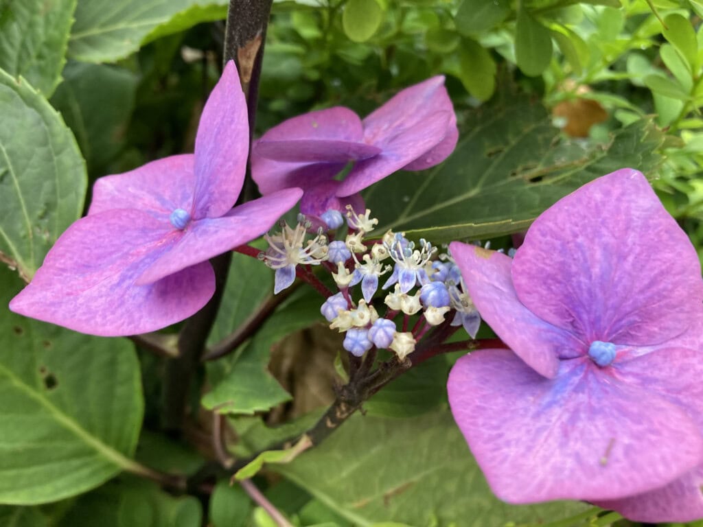 hydrangea
