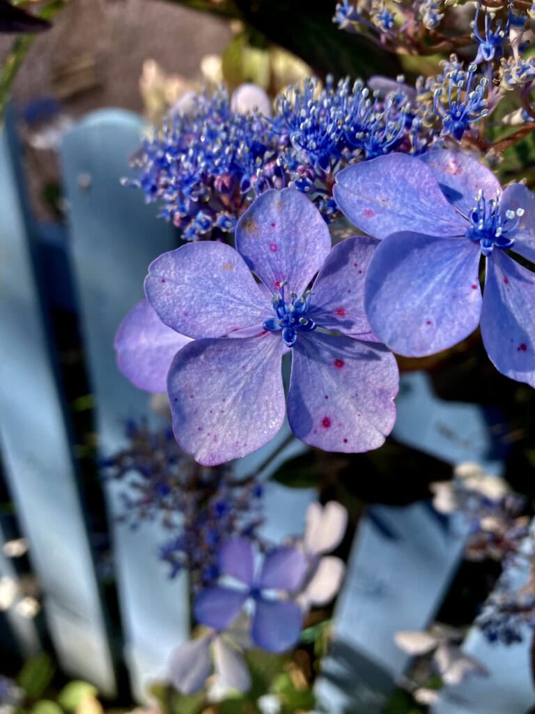 Hydrangea