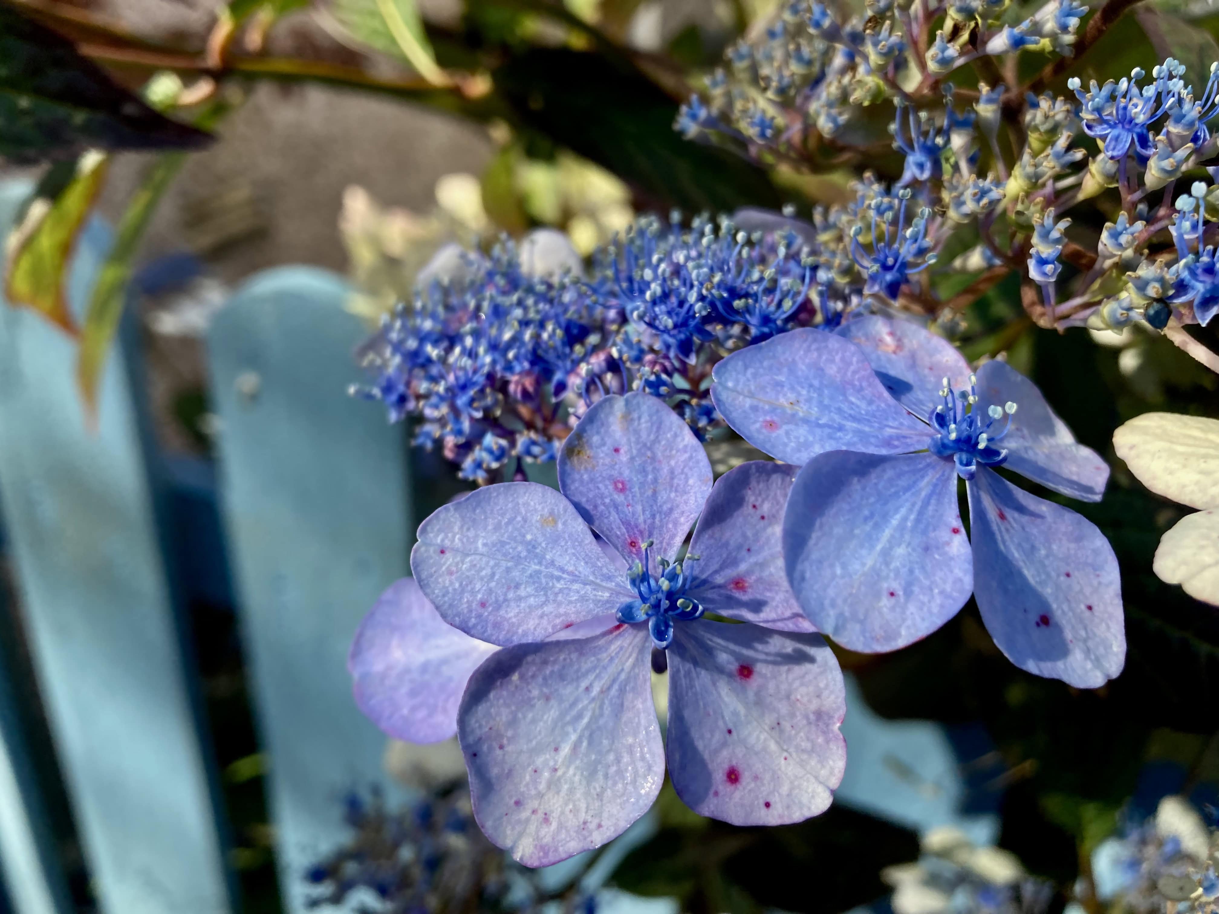 Hydrangea — FOTD Aug 15