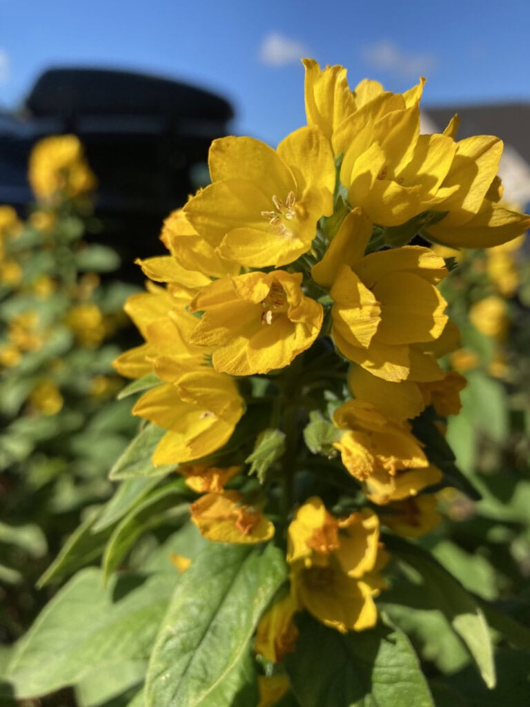 yellow loosestrife