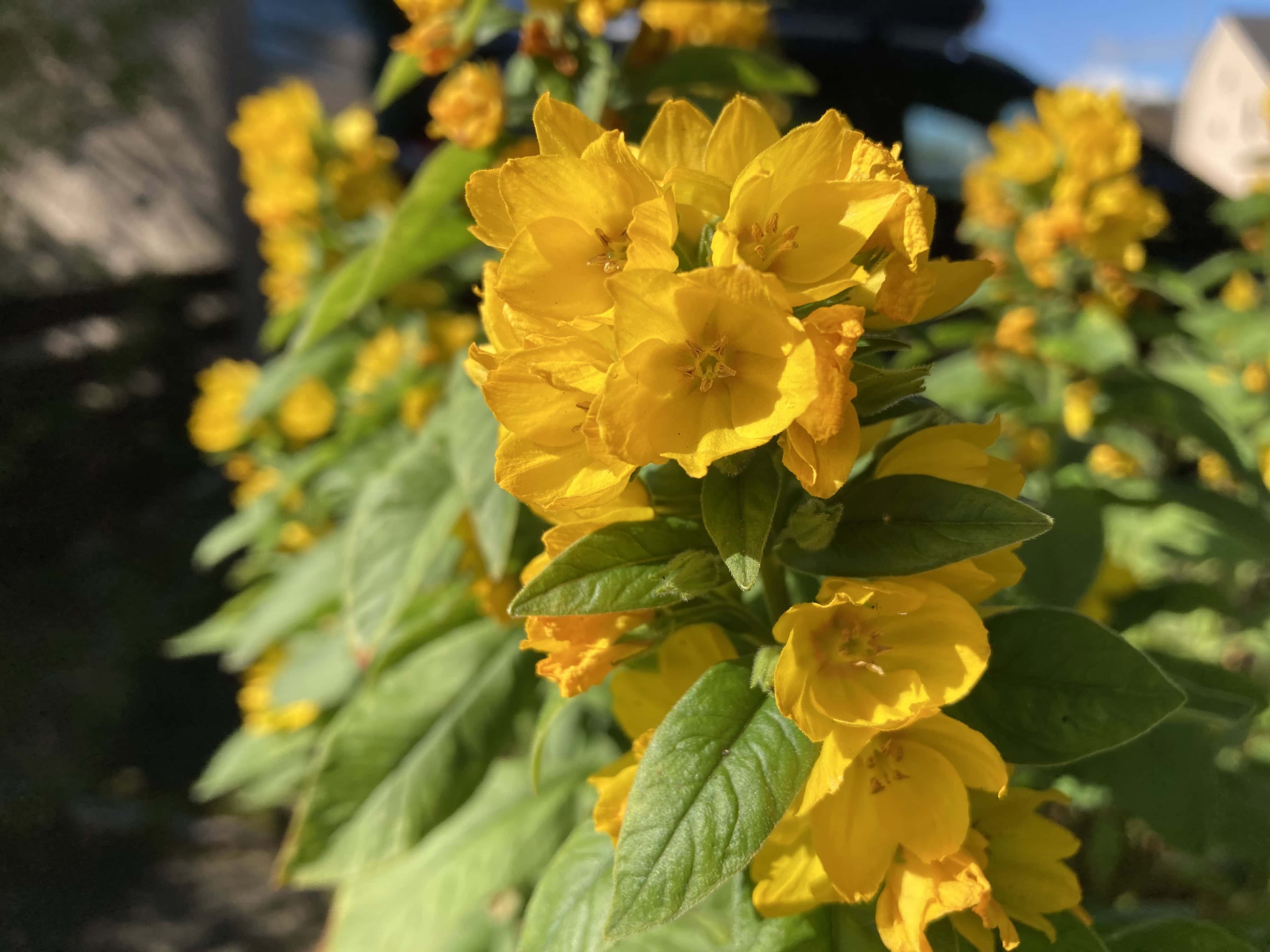 Yellow Loosestrife — FOTD Aug 30