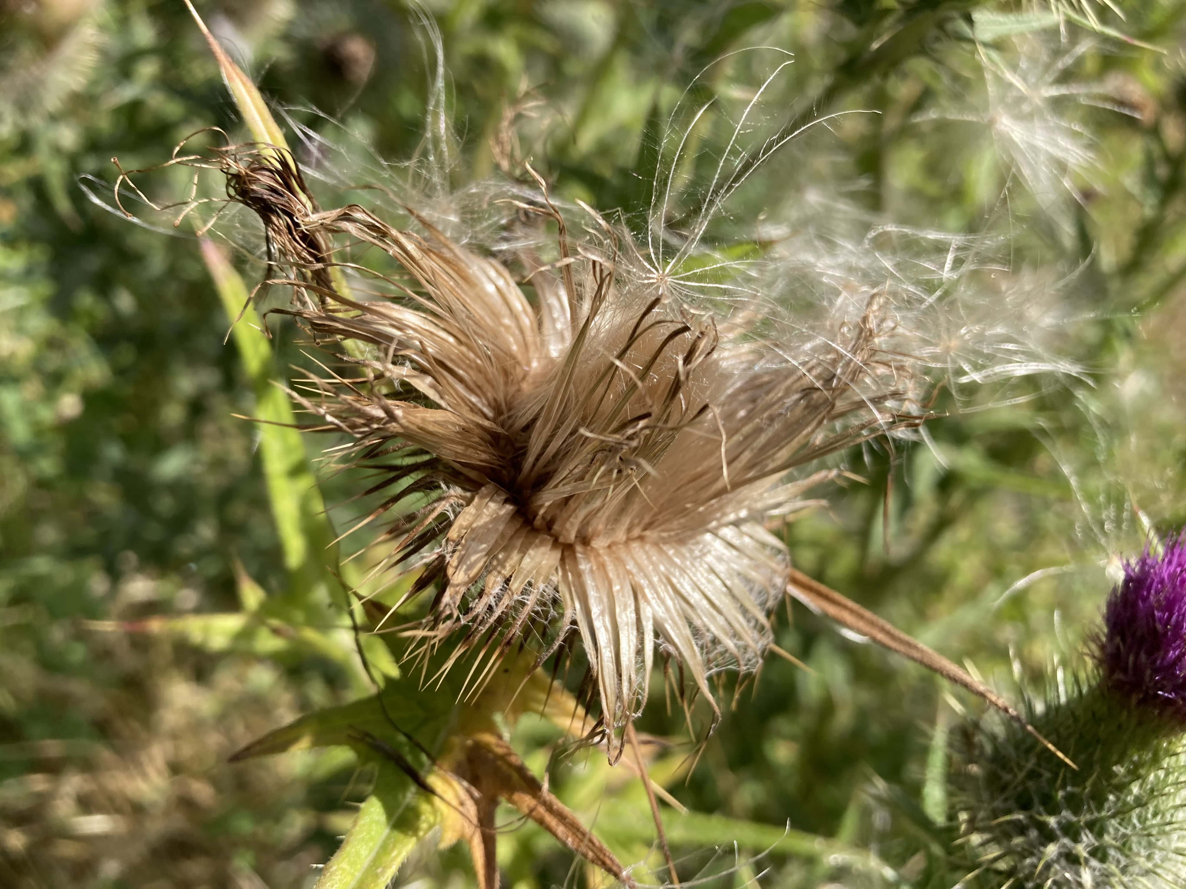 Thistle Explodes into a Thousand Wishes