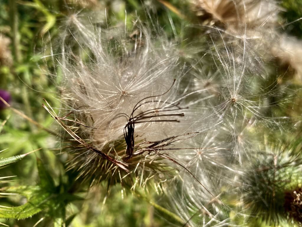 Thistle releasing seeds