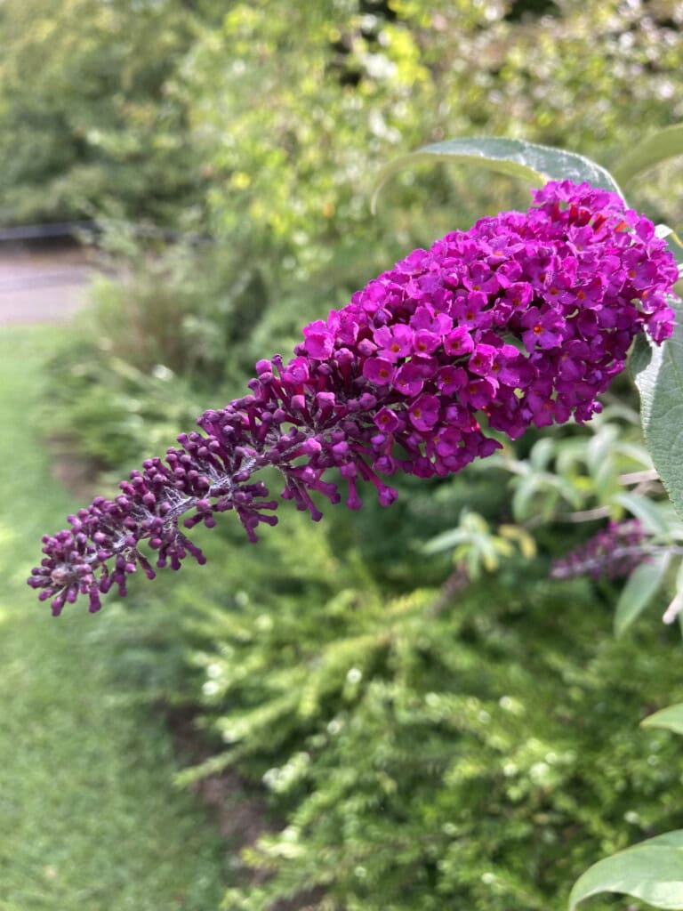 buddleja