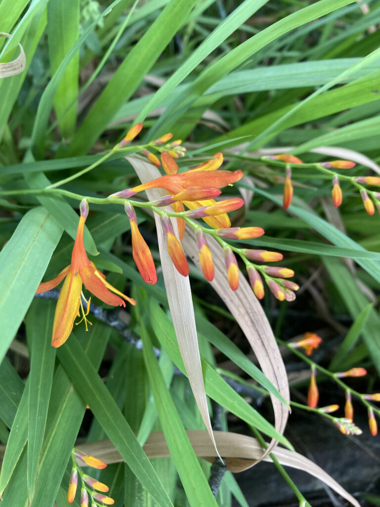 montbretia