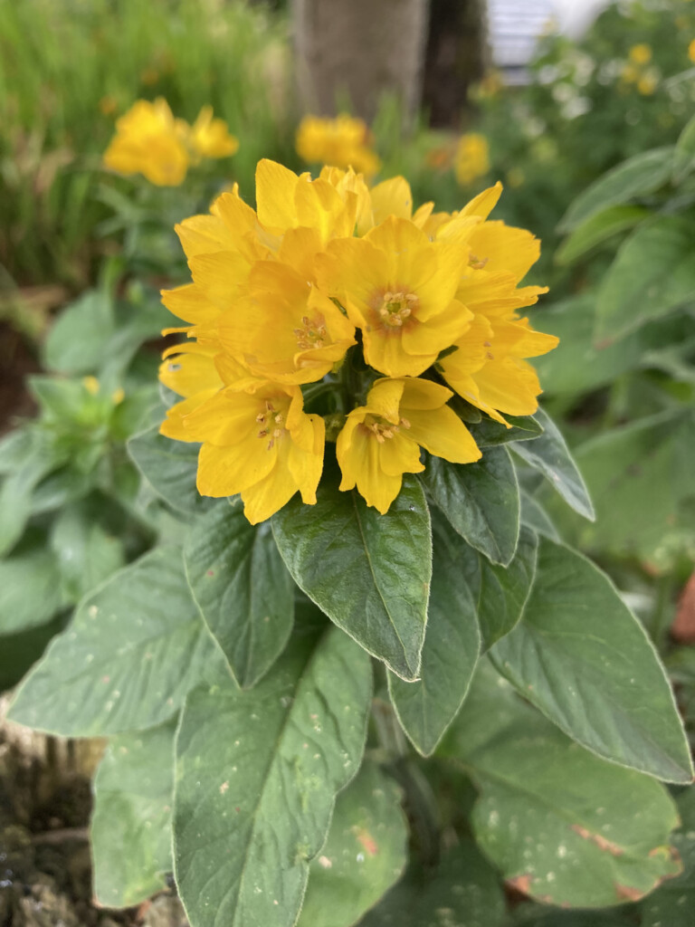 yellow loosestrife