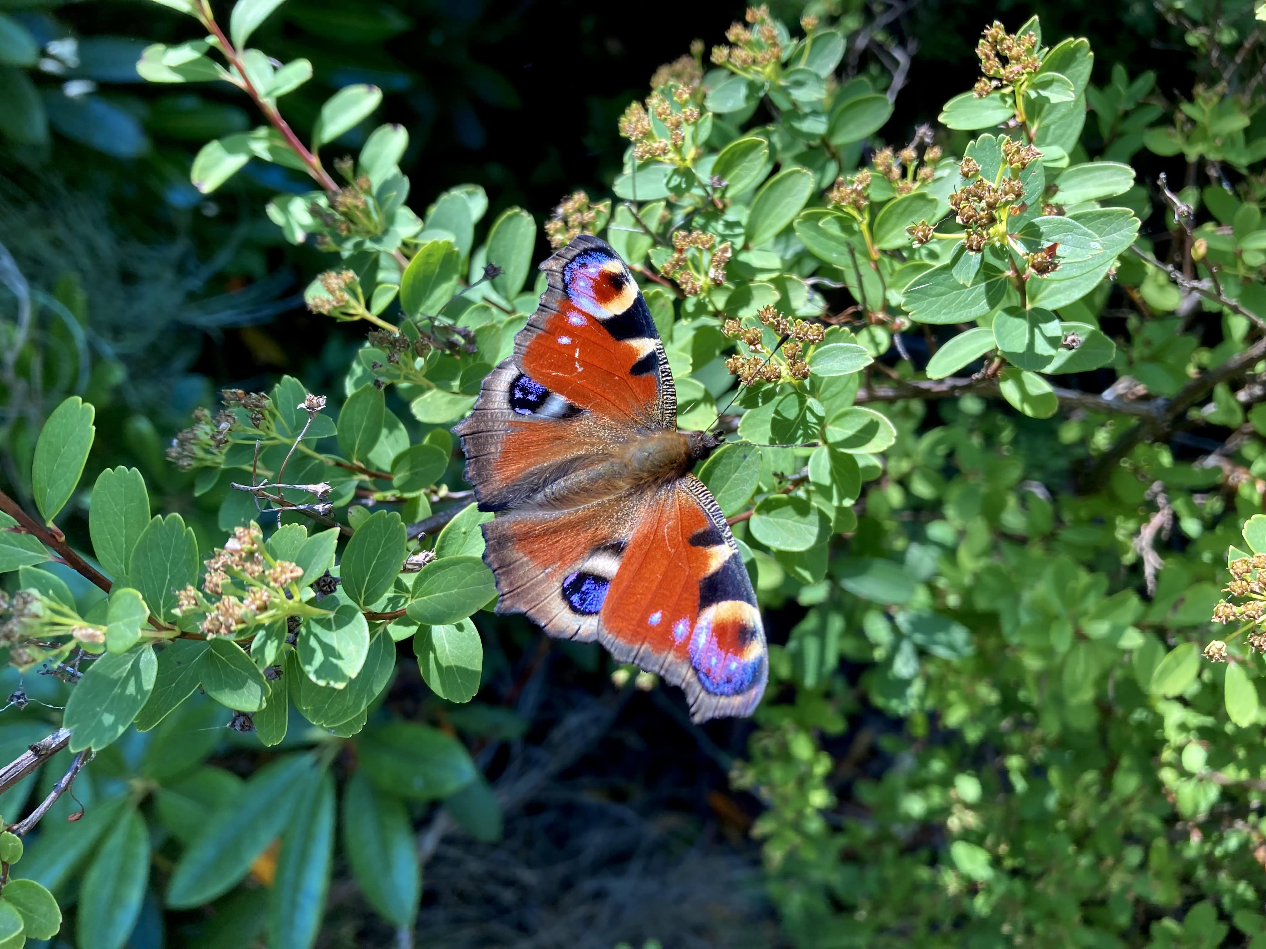Peacock Butterfly — Cellpic Sunday