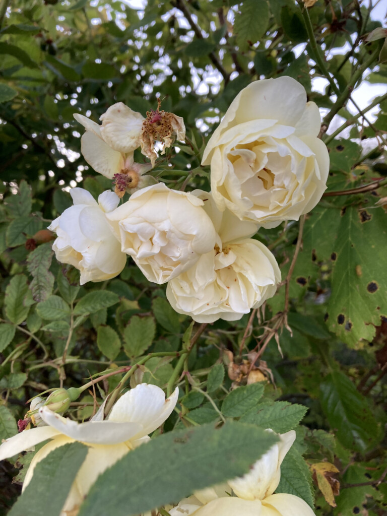 Wild Roses